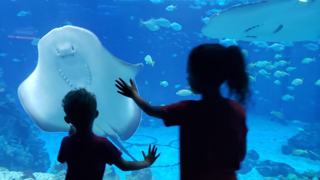 20210618_124735 Silouette of girl and boy looking at manta ray at Newport Aquarium
